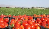 گوجه‌فرنگی خارج از فصل بوشهر وارد بازار شد